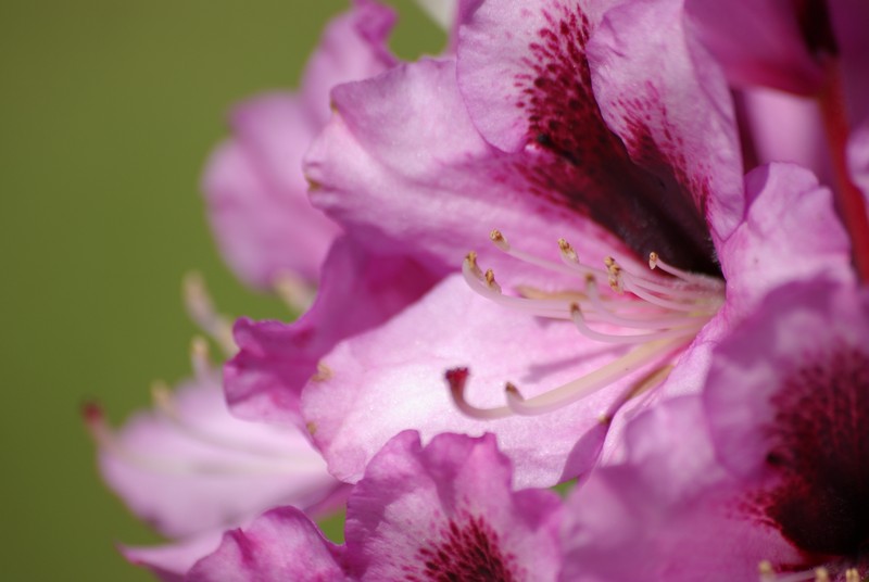 Rododendron 1.JPG