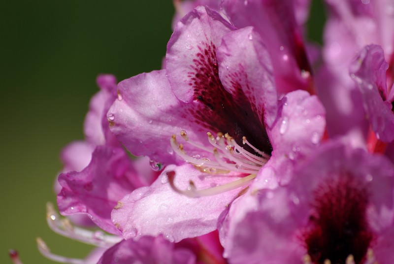 Rododendron 7.JPG