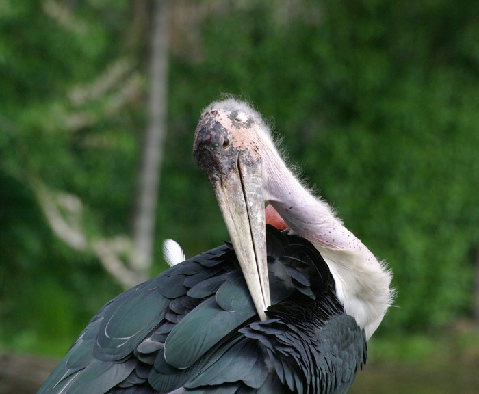Marabu.jpg