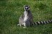 Lemur ve škole.jpg