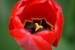 Tulipán.jpg